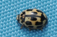Propylea-quatuordecimpunctata
